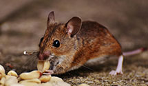 24 Hour & Emergency Exterminators in New Melle, MO